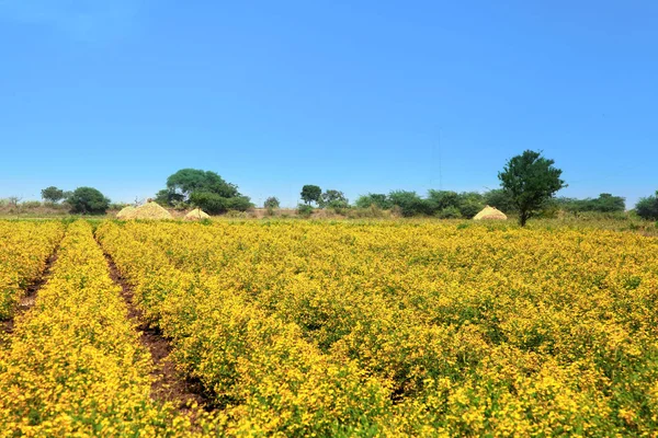 Gelbe Senffelder in Indien in der Nähe von Vijayawada — Stockfoto
