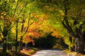 Картина, постер, плакат, фотообои "scenic rural drive in vermont during autumn time", артикул 166242928