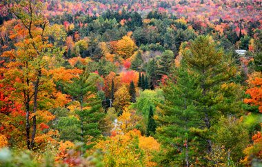 Vermont dağlar sonbahar yaprakları
