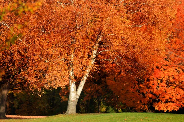 Bunter Baum in der Hauptherbstzeit — Stockfoto