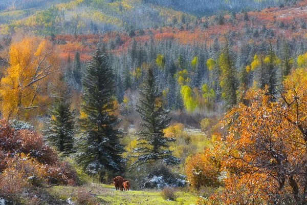 Colorado rocky Dağları sonbahar yaprakları — Stok fotoğraf