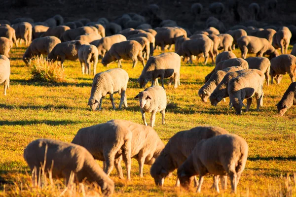 Πρόβατα βόσκηση στο λιβάδι — Φωτογραφία Αρχείου