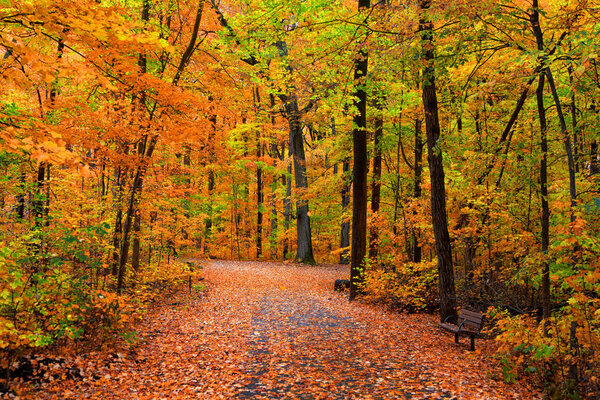 Scenic bike trail through colorful trees