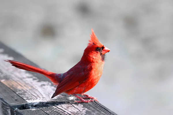 Kardinal atış kapatmak — Stok fotoğraf