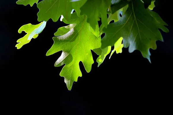 Pin Oak tree leaves against black background