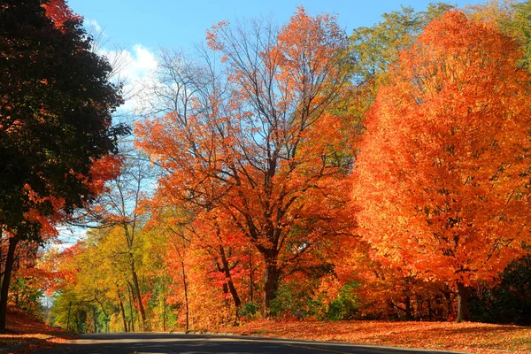 Magas őszi fák, a Michigan state park — Stock Fotó