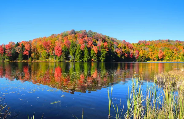 Herbstbaumspiegelung im Steigeich — Stockfoto