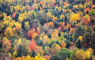 Kırsal Vermont ağaçlarda sonbahar gölgelik