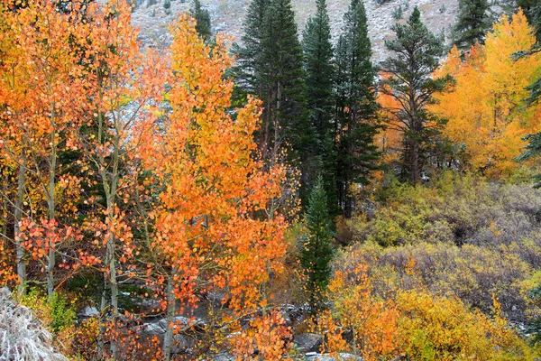 Árvores coloridas de Aspen na neve — Fotografia de Stock