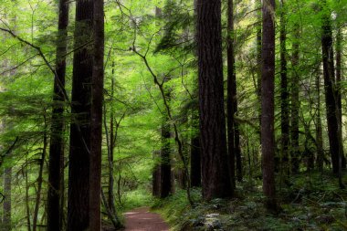 Washington eyaletinde derin orman iz