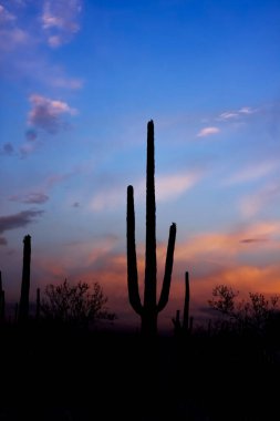 Saguaro Ulusal Parkı 'nda günbatımı ve Saguaro kaktüsü