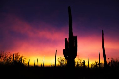 Saguaro Ulusal Parkı 'nda günbatımı ve Saguaro kaktüsü