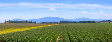 Washington Skagit Vadisi 'ndeki manzaralı çiftlik arazisi.