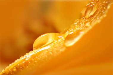 Su damlalarını bir yaprağın üzerine yakın çekim