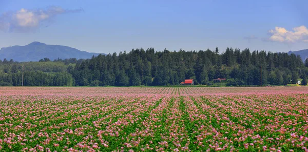Scénická Zemědělská Krajina Údolí Skagit Washington — Stock fotografie
