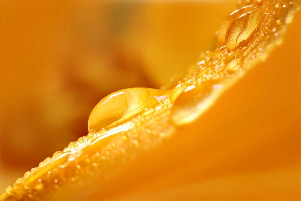 Close Shot Van Water Druppels Een Bloemblaadje — Stockfoto