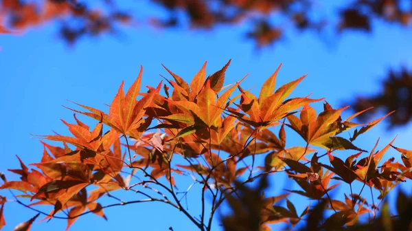 Close Shot Japanese Maple Leaves — Stock Photo, Image