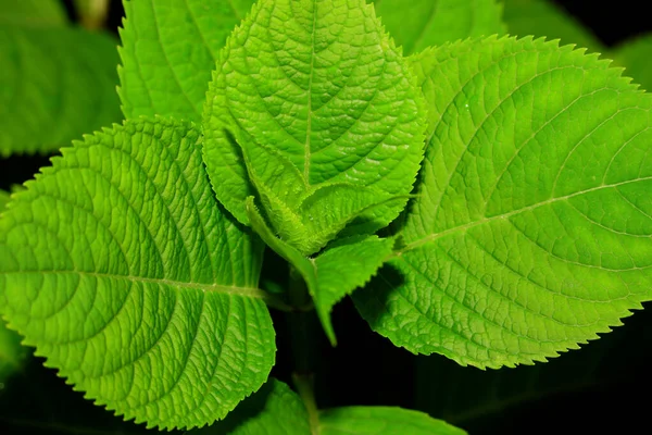 Närbild Skott Färska Gröna Blad — Stockfoto