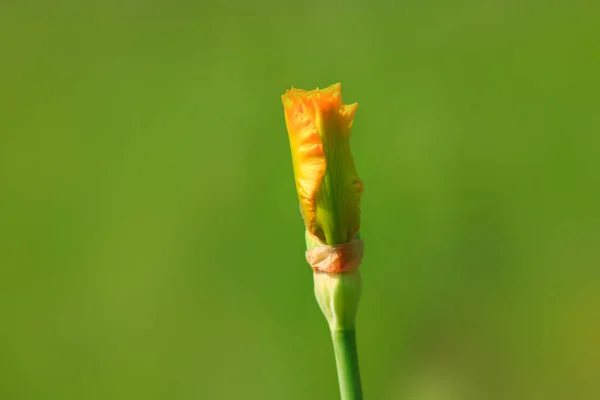 Close Tiro Flor Íris Botão — Fotografia de Stock