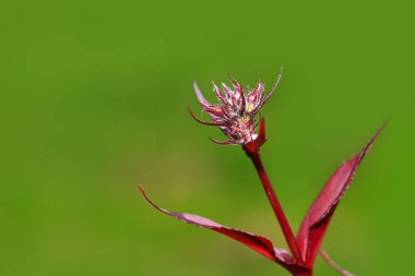 Yeşil arkaplana yakın çekim kırmızı santral