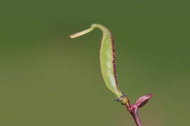 Bitkinin üzerinde taze yetişmiş fasulye.