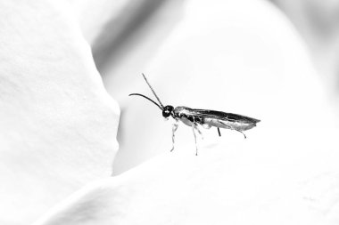 Genç ateş böceğinin tek renkli çiçeklerdeki taç yapraklarına yakın plan çekimi.