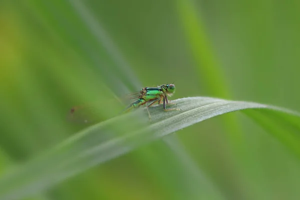 Zblízka Záběr Vážky Listu — Stock fotografie