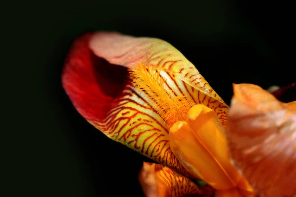 アイリスの花の極端なクローズアップショット — ストック写真