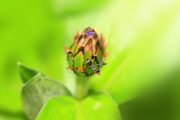 雏菊花和黑蚂蚁的特写 — 图库照片