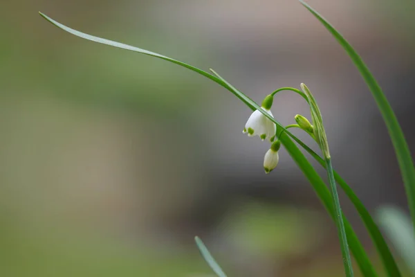 Gros Plan Petite Fleur Lys Blanche — Photo