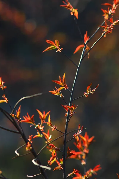 Tiny Fresh Back Lit Maple Leaves Close Shot — Stock Photo, Image