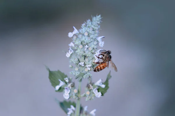 Pszczoła Zbieranie Pyłku Kwiaty Lawendy Ogrodzie — Zdjęcie stockowe