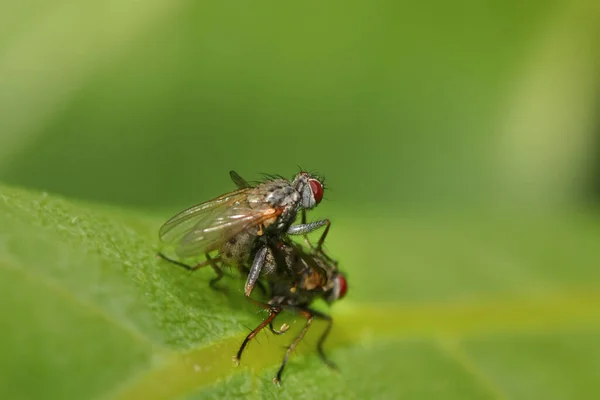 Plan Rapproché Deux Mouches Accouplant Sur Une Feuille — Photo