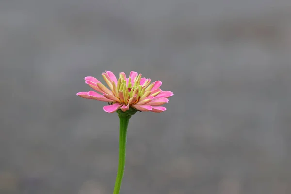 Gri Arkaplana Karşı Pembe Zinnia Çiçeğinin Yakın Plan Görüntüsü — Stok fotoğraf