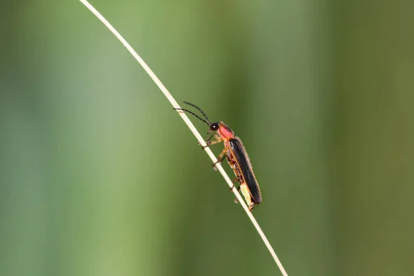 萤火虫在草地上的特写镜头 — 图库照片