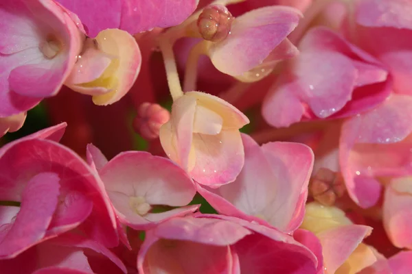 Close Shot Pink Hydrangea Flower — Stock Photo, Image