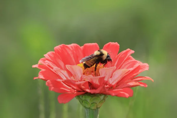齐尼亚花上的蜜蜂近照 — 图库照片