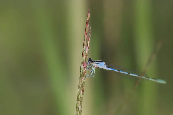 Nahaufnahme Einer Libelle Auf Dem Blatt — Stockfoto
