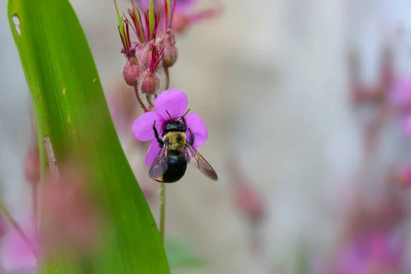 Abelha Coletando Pólen Flores Fazenda — Fotografia de Stock