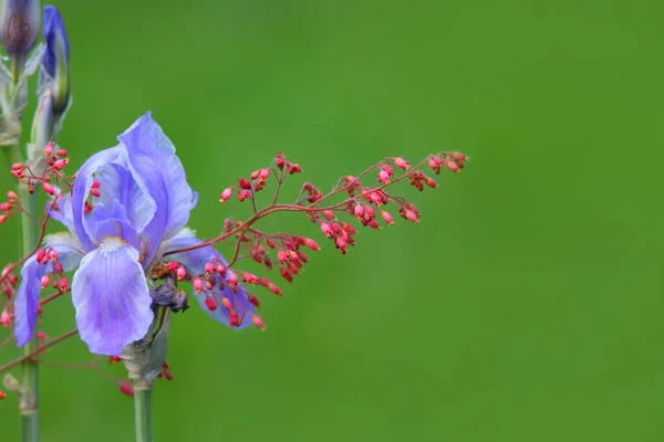 小さな赤い花とアイリスの花のショットを閉じる — ストック写真