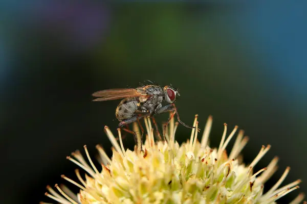 Extreme Nahaufnahme Einer Fliege Auf Der Pflanze — Stockfoto