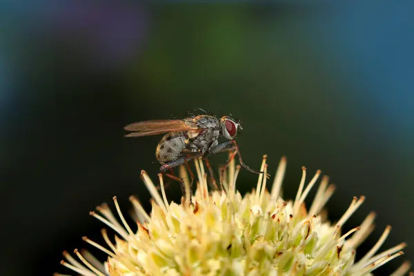 Extrême Plan Rapproché Une Mouche Sur Plante — Photo