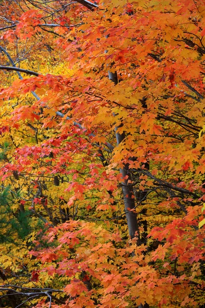 Πολύχρωμο Πλαίσιο Δένδρα Maple Για Χρήση Φόντου — Φωτογραφία Αρχείου
