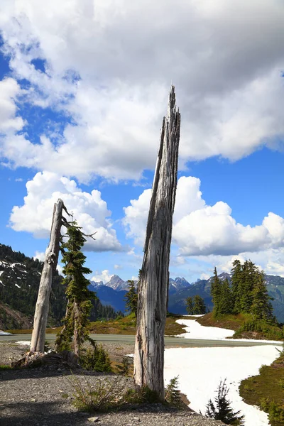 Grands Arbres Morts Dans Forêt Nationale Mont Baker — Photo