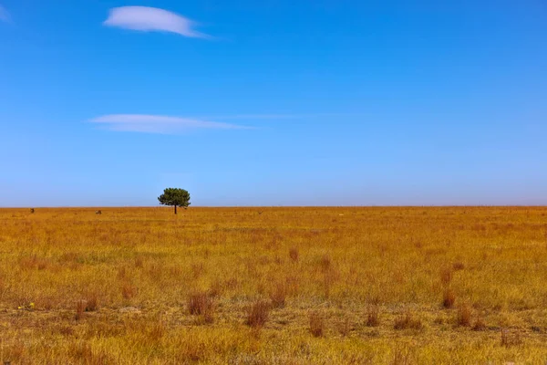 Geniş Açık Arazide Mavi Gökyüzü Olan Tek Bir Ağaç — Stok fotoğraf