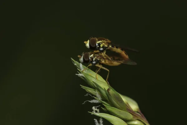 Nahaufnahme Von Zwei Fliegen Die Sich Auf Einem Blatt Paaren — Stockfoto