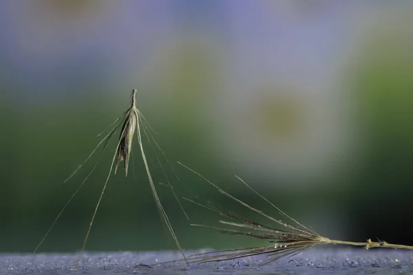 極端なクローズアップショットの小さな草の羽とともに露で作成されたフォーカスストーキング技術 — ストック写真