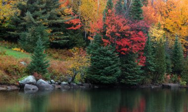Sonbahar aylarında Quebec kırsalında küçük gölün kenarına düşen yapraklar.