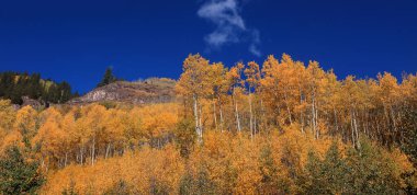 Colorado 'da Maroon çanları yakınındaki renkli Aspen ağaçlarının panoramik manzarası