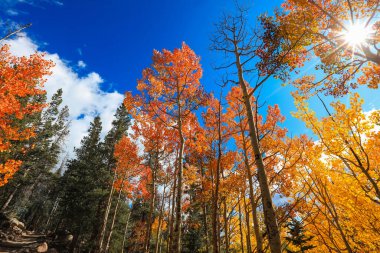Uzun Aspen ağaçları ve güneş parlıyor
